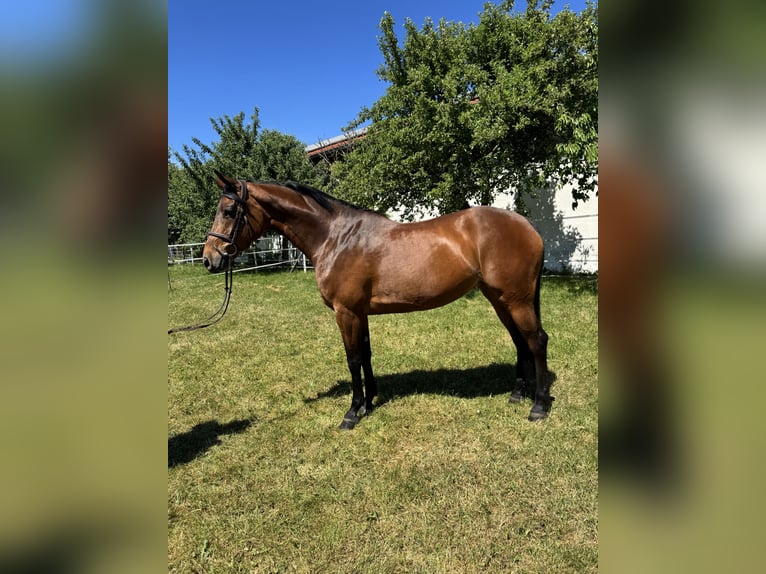 Bavarian Warmblood Mare 8 years 16 hh Brown in HaimingMarktl
