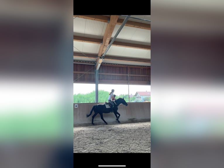 Bavarian Warmblood Mare 8 years 16,1 hh Smoky-Black in Tittmoning