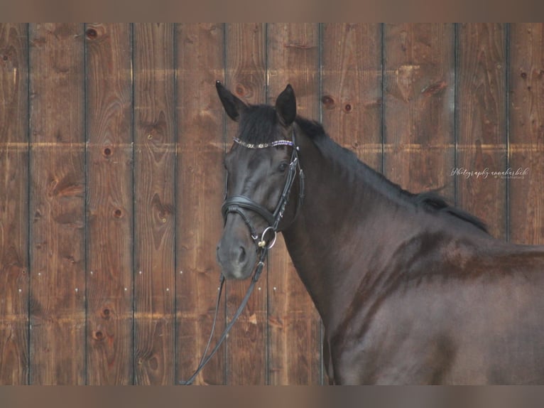 Bavarian Warmblood Mare 8 years 16,1 hh Smoky-Black in Tittmoning