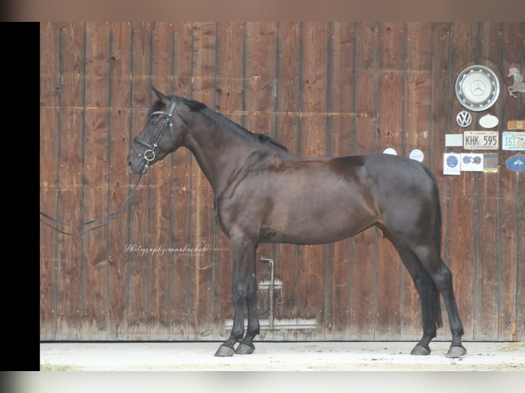 Bavarian Warmblood Mare 8 years 16,1 hh Smoky-Black in Tittmoning
