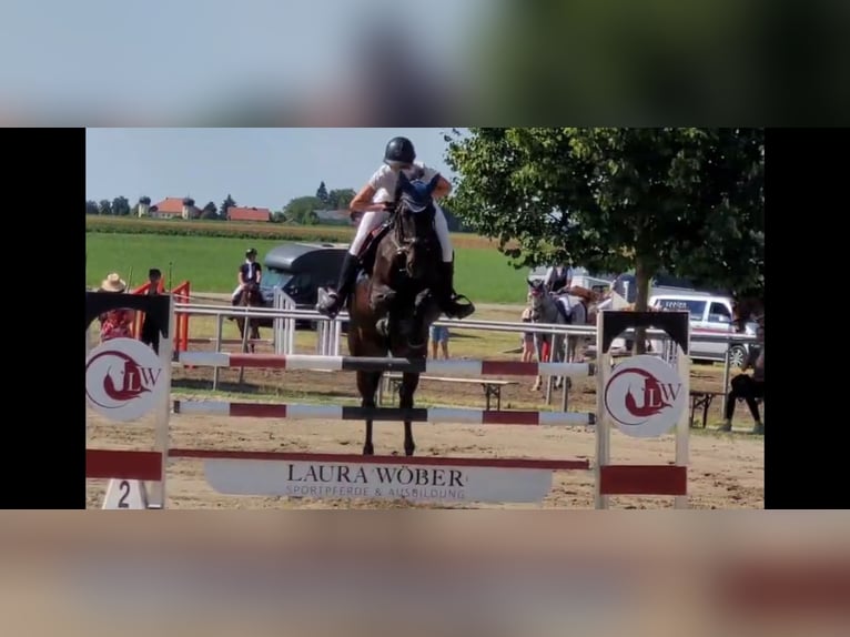 Bavarian Warmblood Mare 8 years 16,1 hh Smoky-Black in Tittmoning