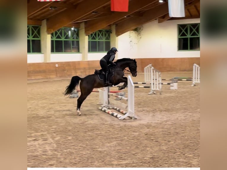 Bavarian Warmblood Mare 9 years 16,1 hh Bay-Dark in Neubeuern