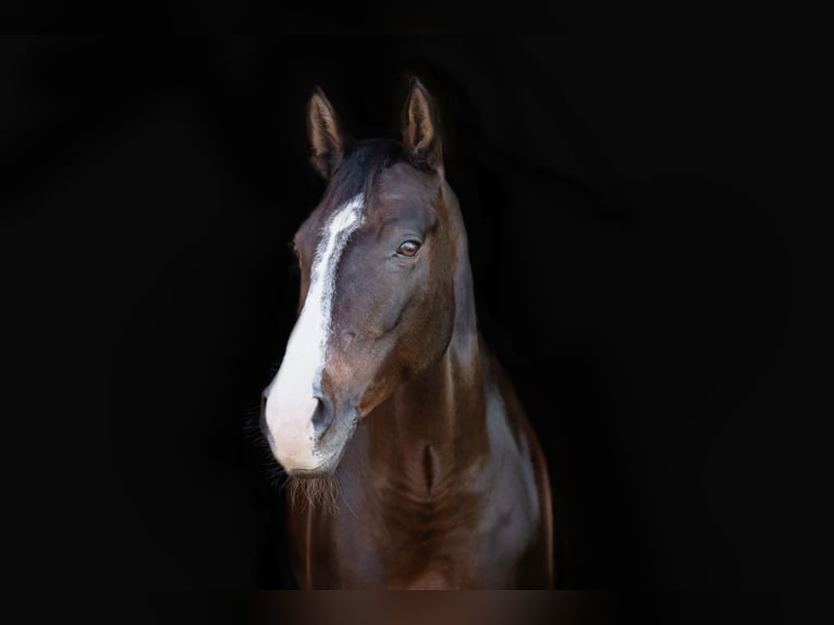 Bavarian Warmblood Mare 9 years 16,1 hh Bay-Dark in Neubeuern