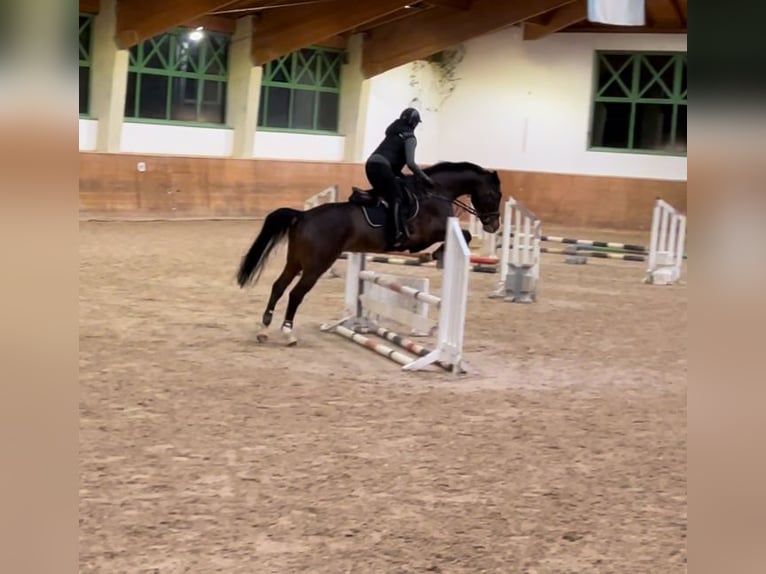 Bavarian Warmblood Mare 9 years 16,1 hh Brown in Neubeuern