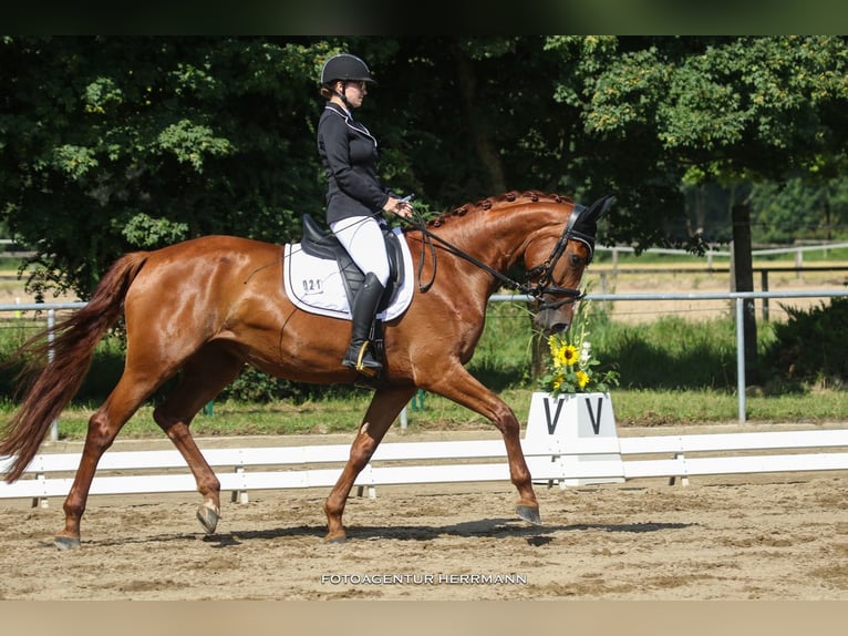 Bavarian Warmblood Mare 9 years 16,1 hh Chestnut-Red in Erdweg