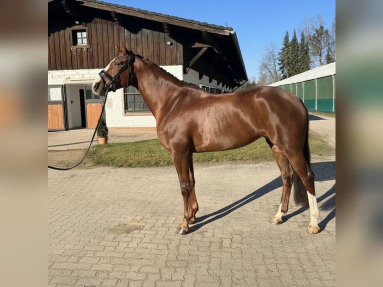 Bavarian Warmblood Mare 9 years 16.1 hh Chestnut-Red in Neuhütten