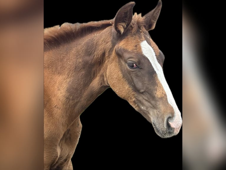 Bavarian Warmblood Mare Foal (05/2025) 16,2 hh Chestnut in Bad Berneck im Fichtelgebirge