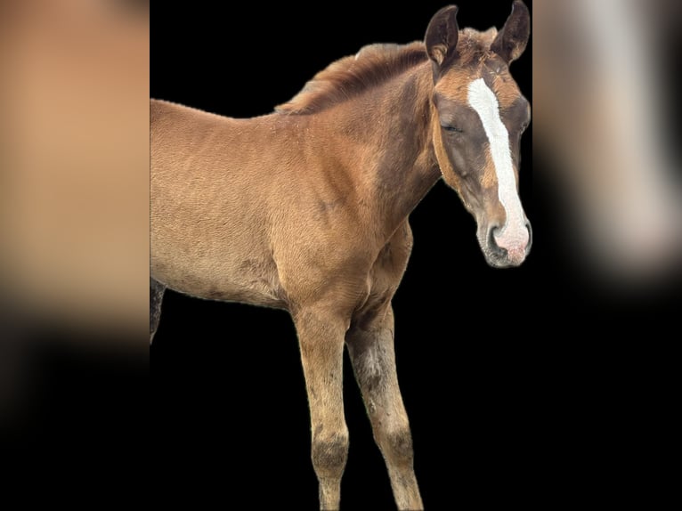 Bavarian Warmblood Mare Foal (05/2025) 16,2 hh Chestnut in Bad Berneck im Fichtelgebirge