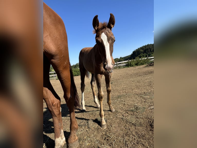 Bavarian Warmblood Mare Foal (05/2025) 16,2 hh Chestnut in Himmelkron
