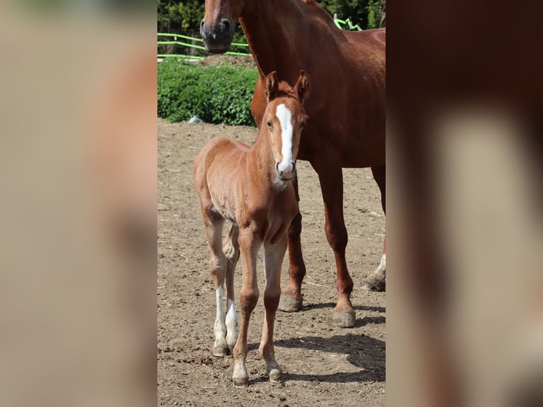 Bavarian Warmblood Mare  16,2 hh Chestnut-Red in Himmelkron