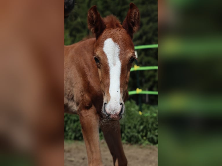 Bavarian Warmblood Mare  16,2 hh Chestnut-Red in Himmelkron