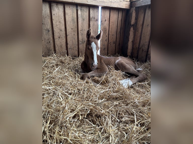 Bavarian Warmblood Mare 16,2 hh Chestnut-Red in Himmelkron Bavarian Warmblood Mare 16,2 hh Chestnut-Red in Himmelkron