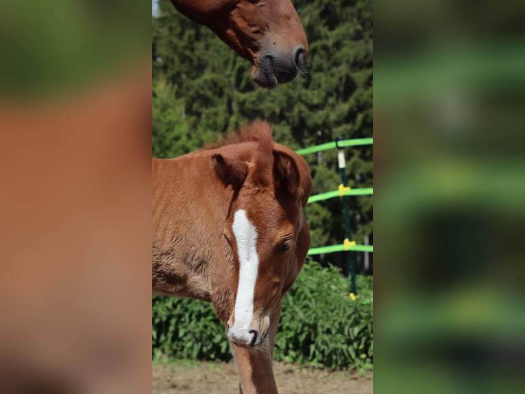 Bavarian Warmblood Mare  16,2 hh Chestnut-Red in Himmelkron