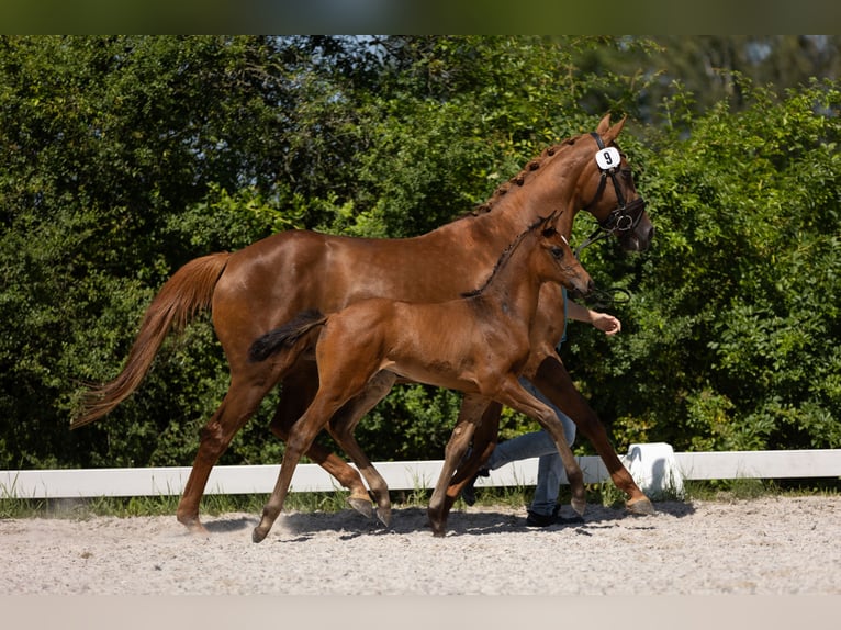 Bavarian Warmblood Mare Foal (06/2024) Brown in Marktredwitz