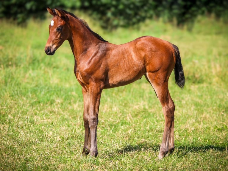 Bavarian Warmblood Mare Foal (06/2024) Brown in Marktredwitz