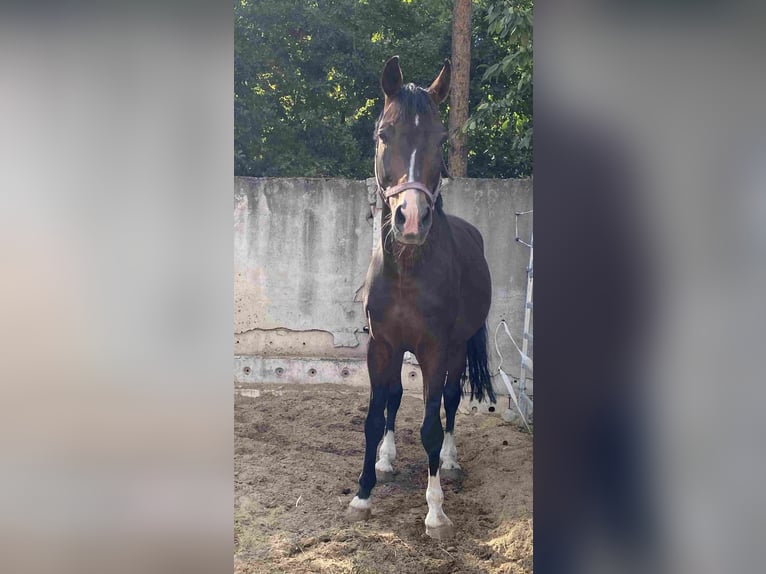 Bavarian Warmblood Stallion 16 years Bay-Dark in Herzberg