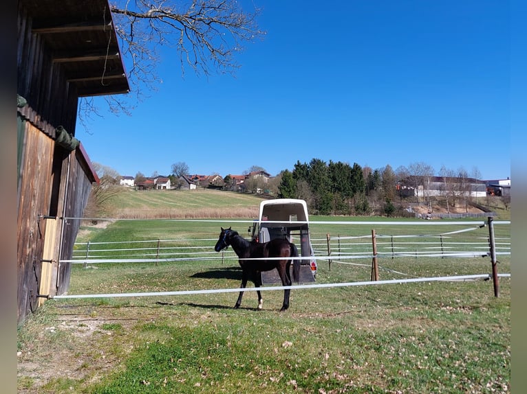 Bavarian Warmblood Stallion 1 year 13.1 hh Bay-Dark in Schönthal