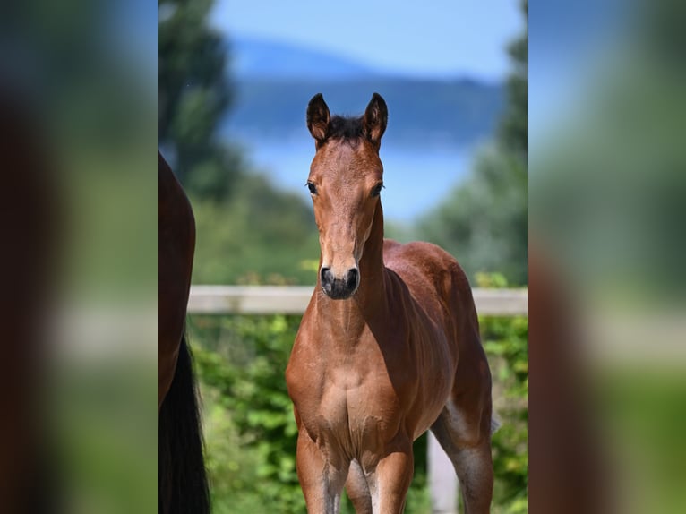 Bavarian Warmblood Stallion 1 year 16,2 hh Brown in Anrode