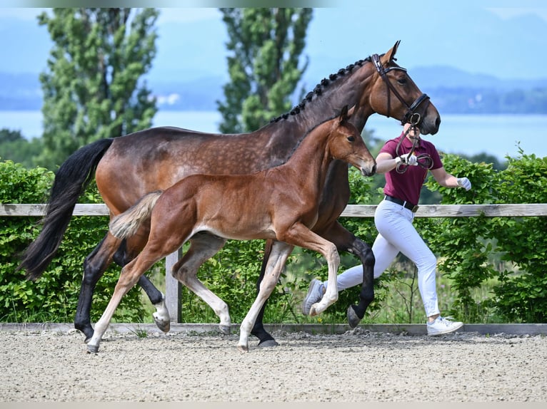 Bavarian Warmblood Stallion 1 year 16,2 hh Brown in Anrode