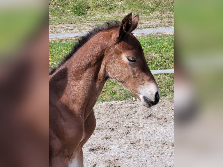 Bavarian Warmblood Stallion 1 year 16,2 hh Brown in Anrode