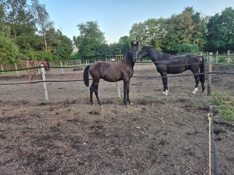 Bavarian Warmblood Stallion 1 year Black in Wassertrüdingen