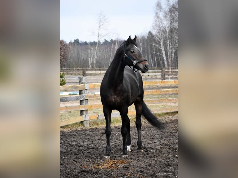 Bavarian Warmblood Stallion 22 years 16,2 hh Bay in Radzyń Podlaski