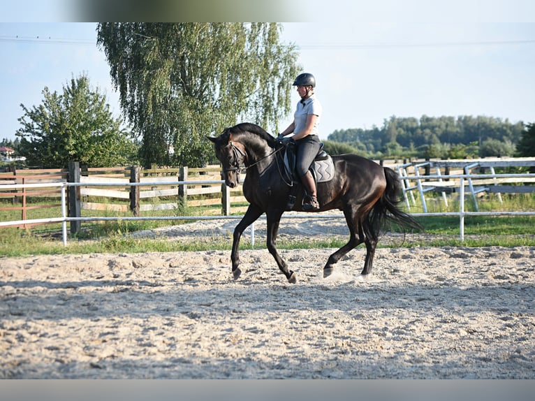 Bavarian Warmblood Stallion 22 years 16,2 hh Bay in Radzyń Podlaski