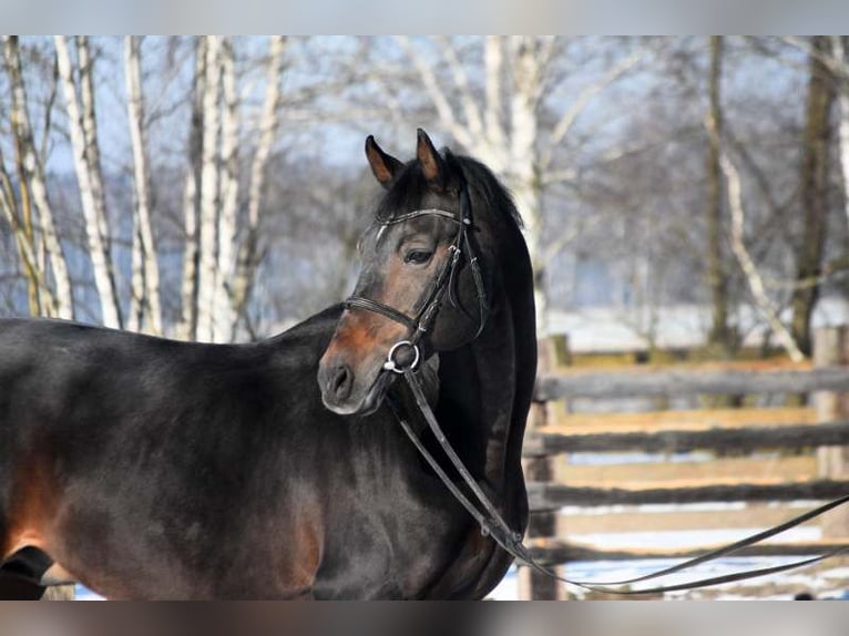 Bavarian Warmblood Stallion 22 years 16,2 hh Bay in Radzyń Podlaski