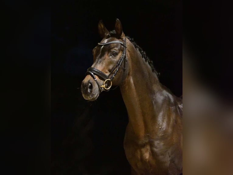 Bavarian Warmblood Stallion 22 years 16,2 hh Bay in Radzyń Podlaski