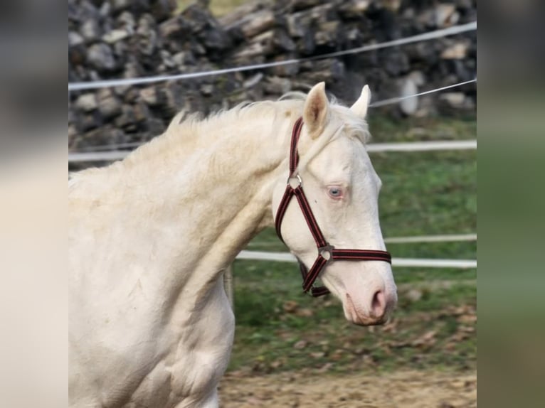 Bavarian Warmblood Stallion 2 years 13.3 hh Cremello in Visz