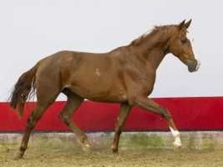 Bavarian Warmblood Stallion 2 years 16,2 hh Chestnut-Red in Waddinxveen