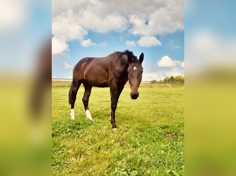 Bavarian Warmblood Stallion 2 years 16 hh Brown in K&#xF6;nigsbrunn