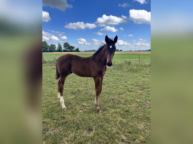 Bavarian Warmblood Stallion 2 years 16 hh Brown in K&#xF6;nigsbrunn