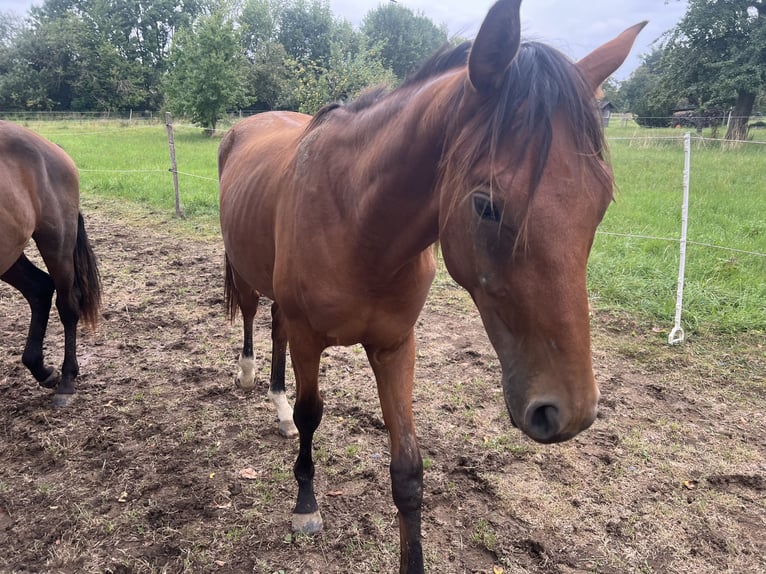 Bavarian Warmblood Stallion 2 years 16,1 hh Brown in Filderstadt