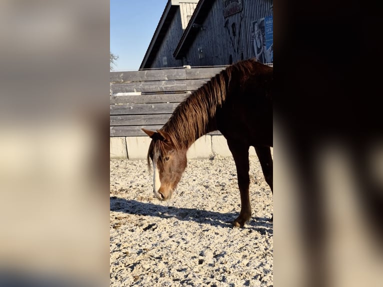 Bavarian Warmblood Stallion 3 years 15,3 hh Chestnut in Schenna