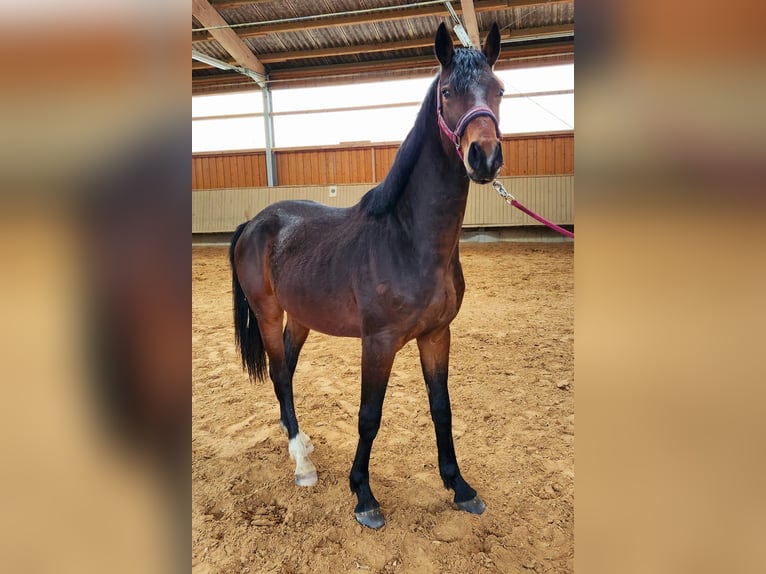 Bavarian Warmblood Stallion 4 years 15,2 hh Brown in Wettringen