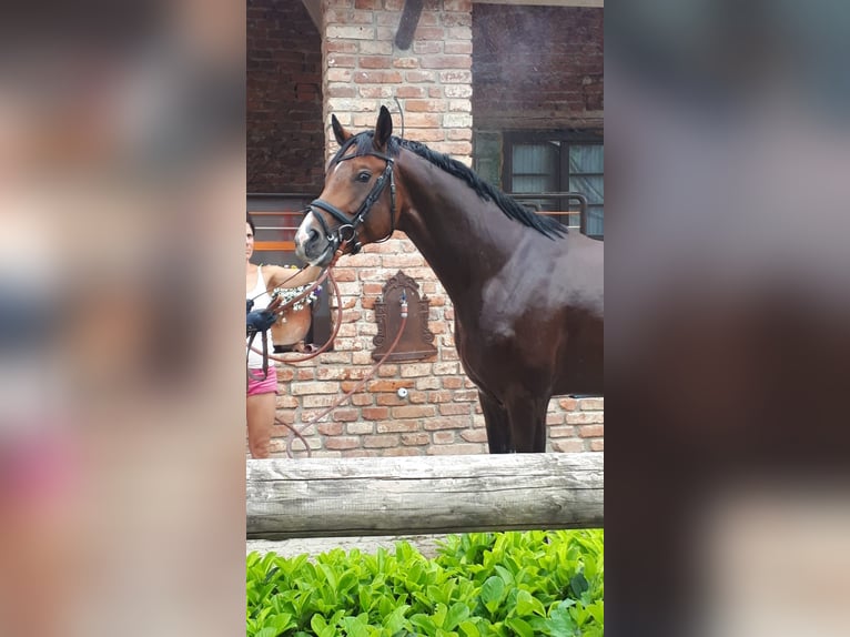 Bavarian Warmblood Stallion 5 years 16,1 hh Brown in Alling