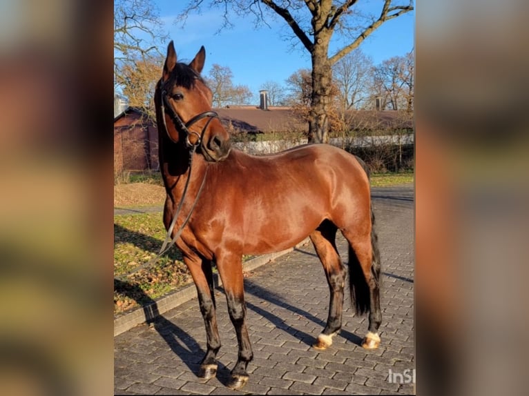 Bavarian Warmblood Stallion 6 years 16,1 hh Brown in Karlsfeld