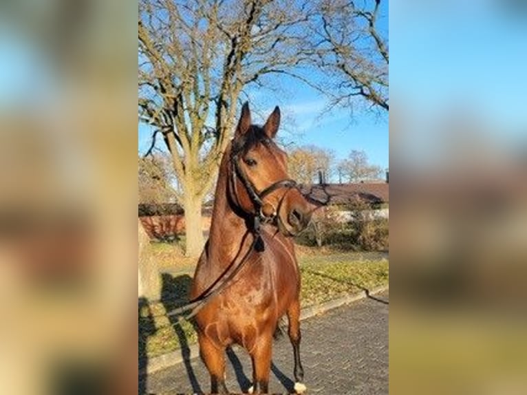 Bavarian Warmblood Stallion 6 years 16,1 hh in Roth