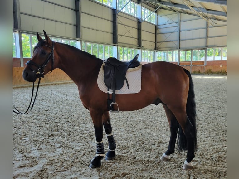 Bavarian Warmblood Stallion 6 years 16,1 hh in Roth