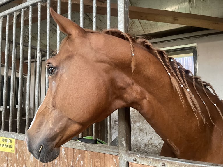 Bavarian Warmblood Stallion 6 years 16,2 hh Chestnut-Red in Augsburg