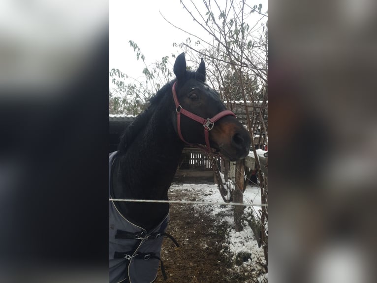 Bavarian Warmblood Stallion Bay-Dark in Petersberg OT Teicha