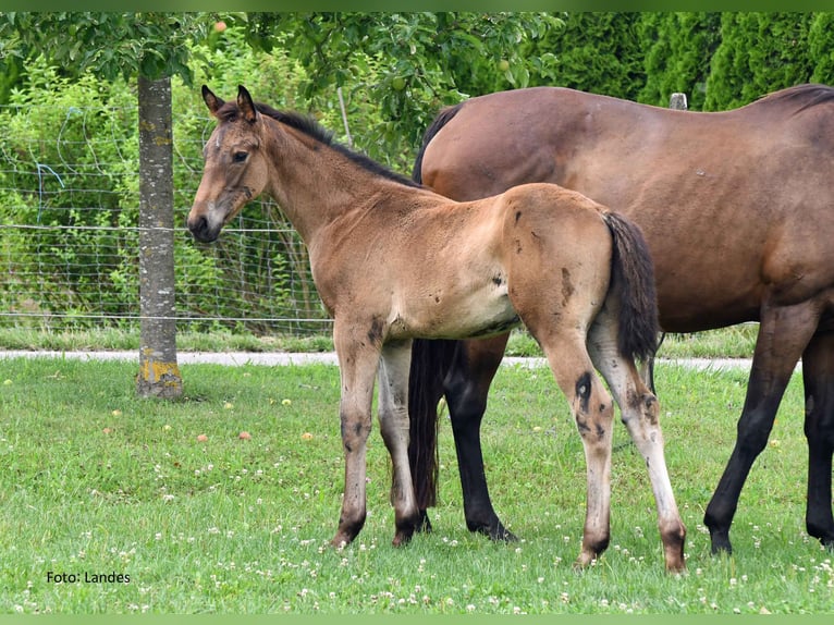 Bavarian Warmblood Stallion Foal (05/2025) 16,2 hh Black in Ingolstadt