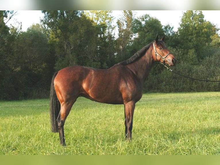 Bavarian Warmblood Stallion Foal (05/2025) 16,2 hh Black in Ingolstadt