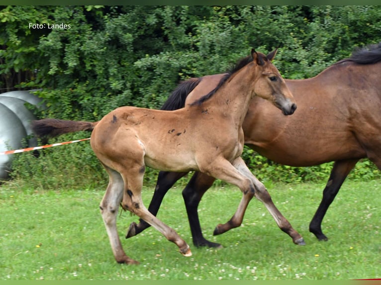 Bavarian Warmblood Stallion Foal (05/2025) 16,2 hh Black in Ingolstadt