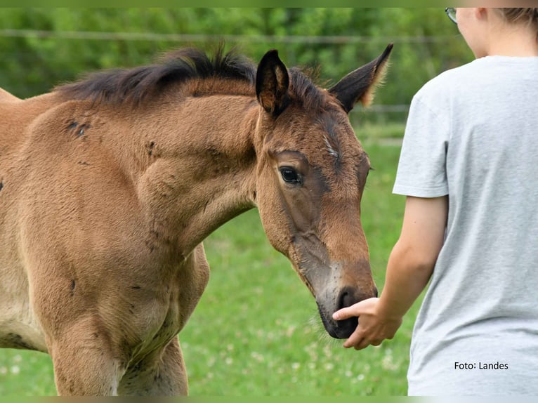 Bavarian Warmblood Stallion Foal (05/2025) 16,2 hh Black in Ingolstadt