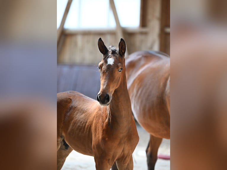 Bavarian Warmblood Stallion Foal (06/2024) 16,2 hh Brown in Krumbach