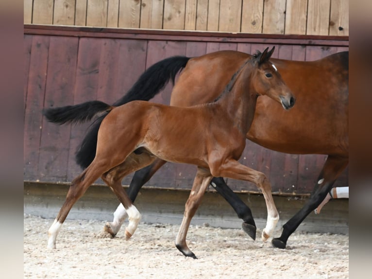 Bavarian Warmblood Stallion Foal (06/2024) 16,2 hh Brown in Krumbach