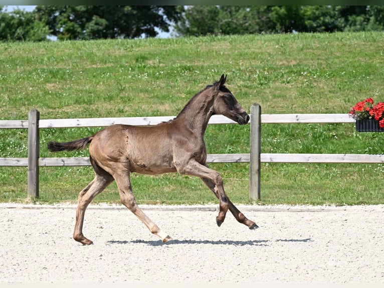 Bavarian Warmblood Stallion Foal (03/2025) 16,2 hh Smoky-Black in Aying