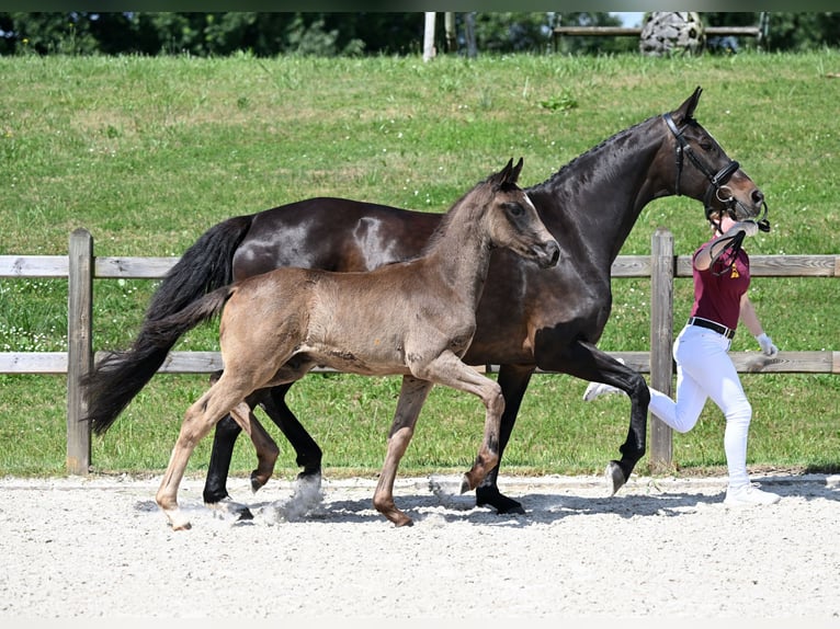 Bavarian Warmblood Stallion Foal (03/2025) 16,2 hh Smoky-Black in Aying